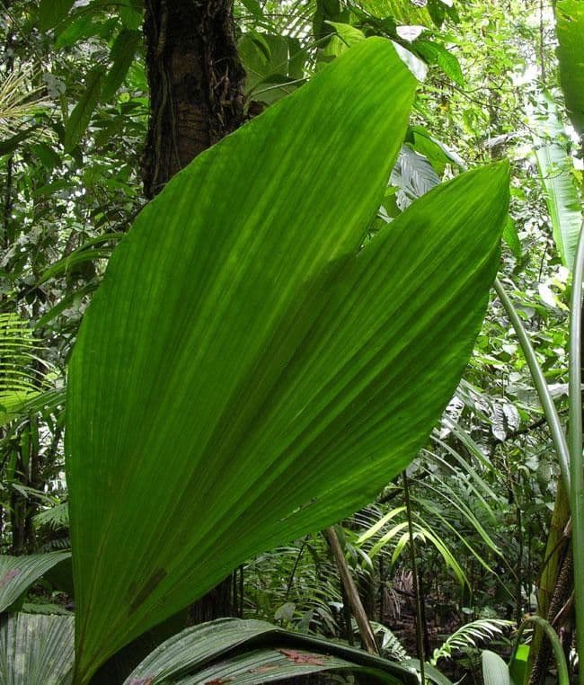 Asplundia 6