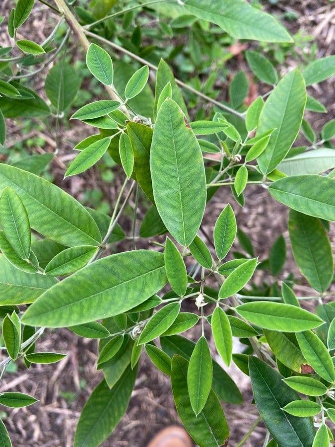Lespedeza bicolore 19