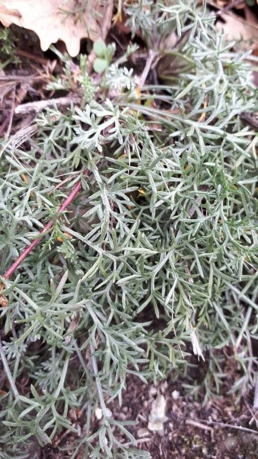 Field sagewort 17