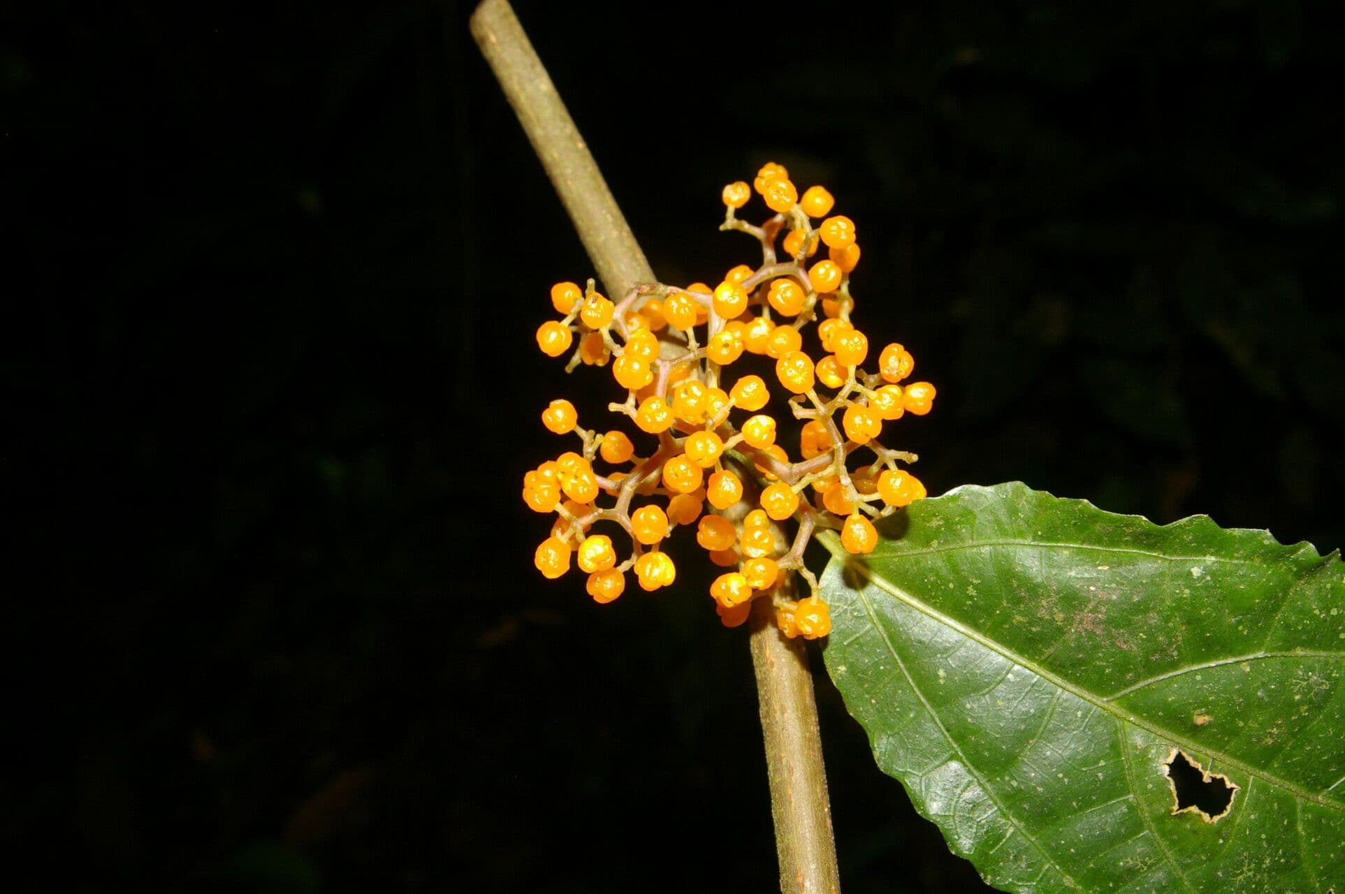 Urera lianiforme 5