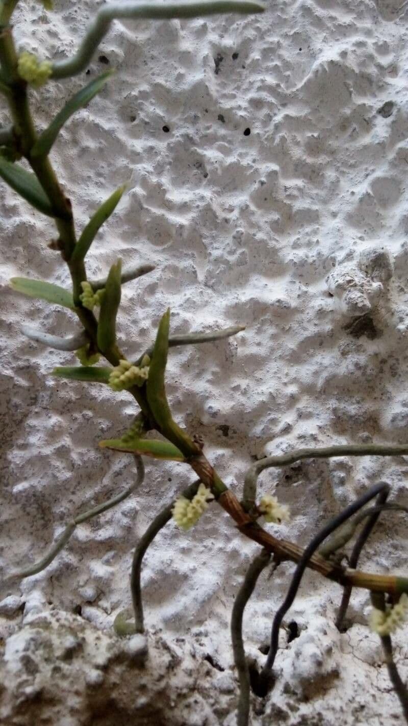 Appendicula 6
