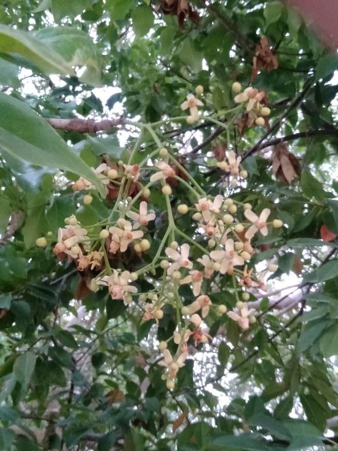 Chionanthus