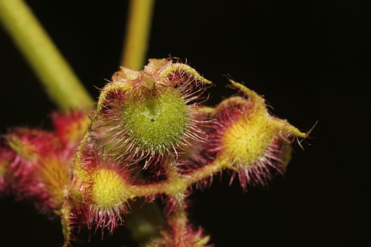 Ossaea 3