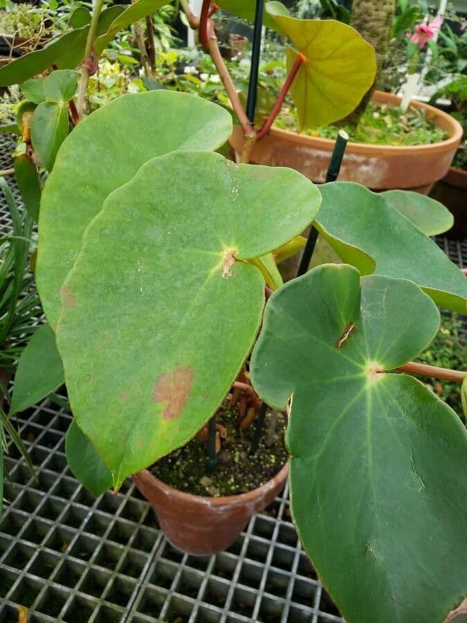 Begonia 4