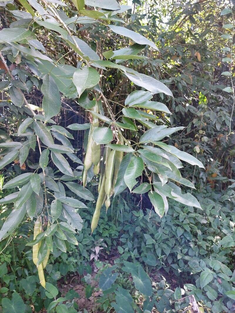 Clitoria fairchildiana 20
