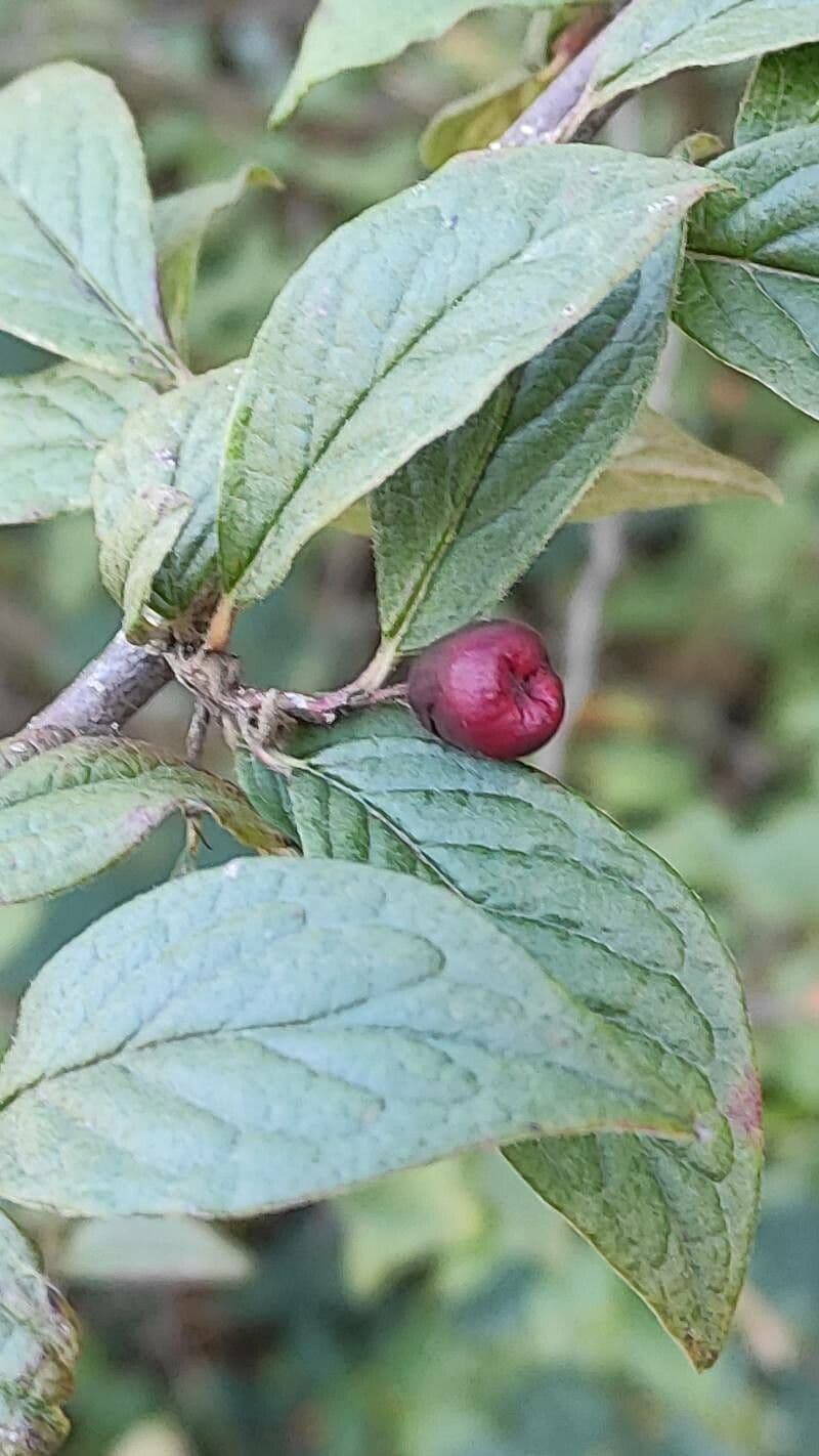 Cotoneaster 13