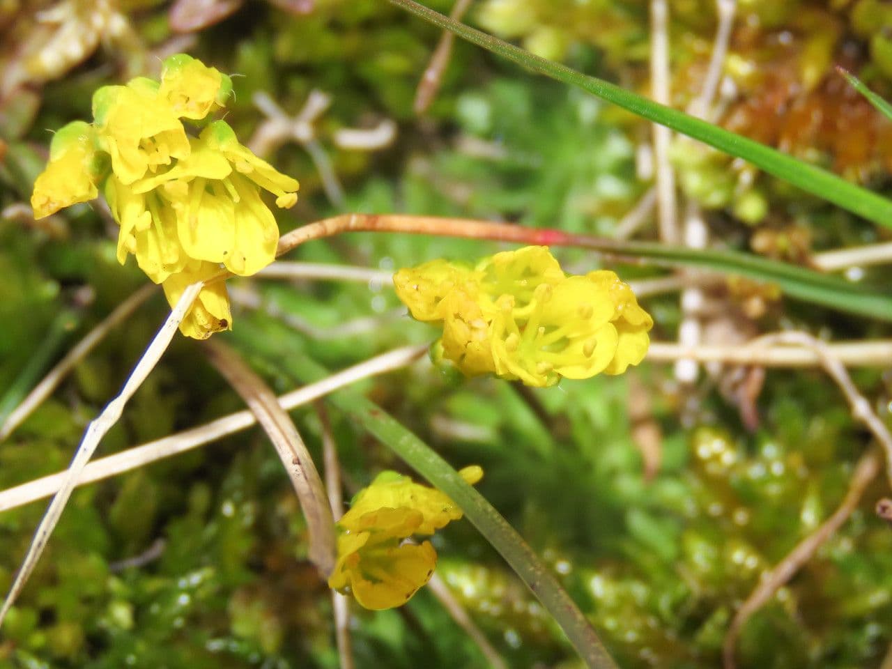 Draba aizoides 6