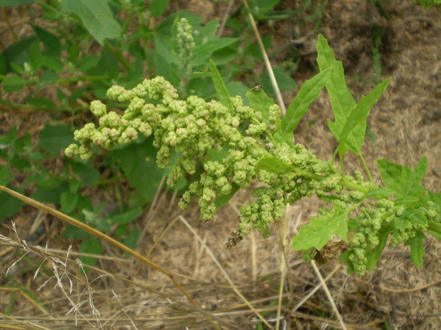 Komosa figolistna 7