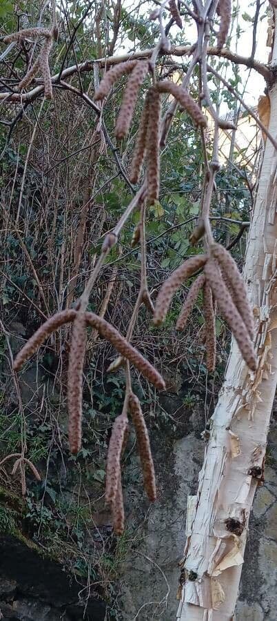 Brzoza himalajska 10