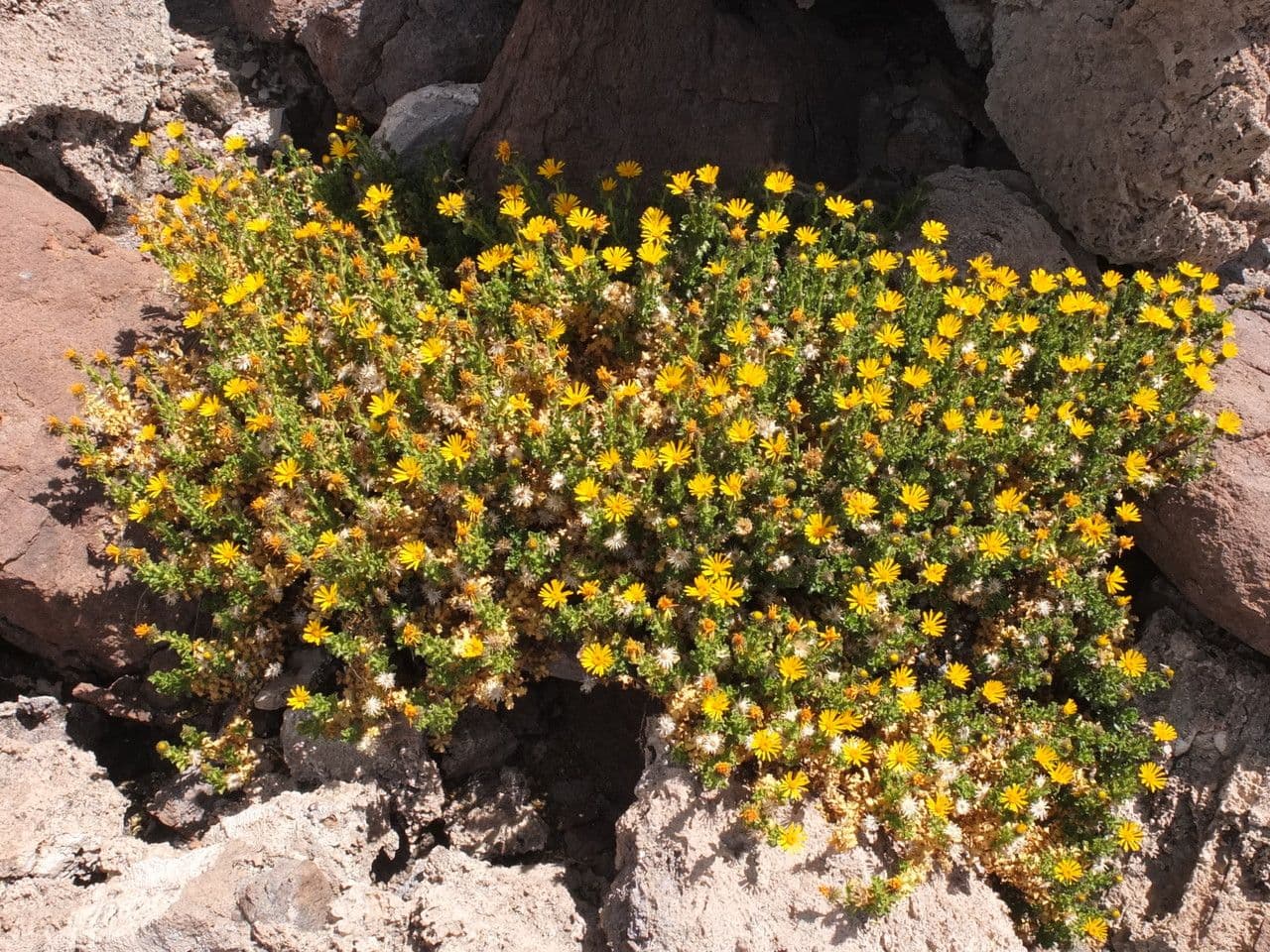 Haplopappus 6
