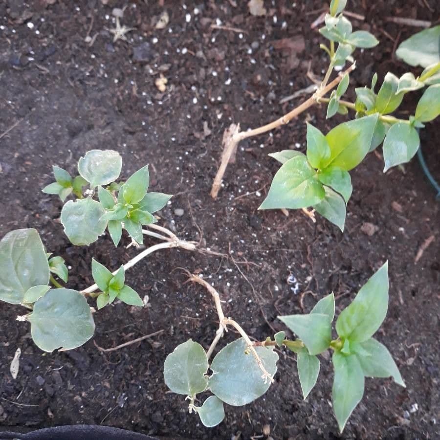 Pentas