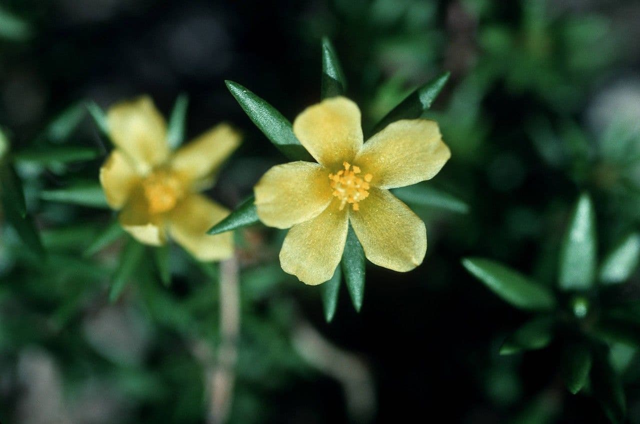 Portulaca