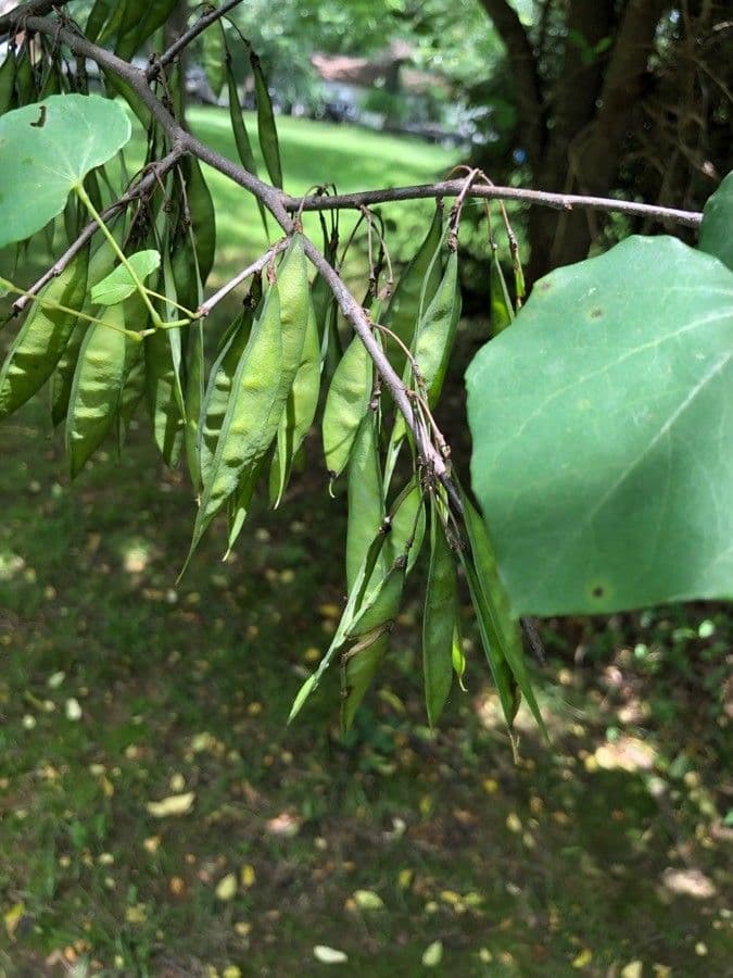 Kanadischer Judasbaum 5