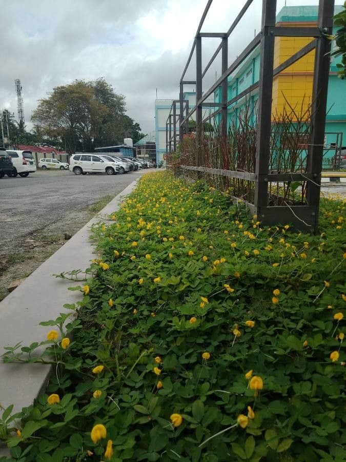 Arachis glabrata 5