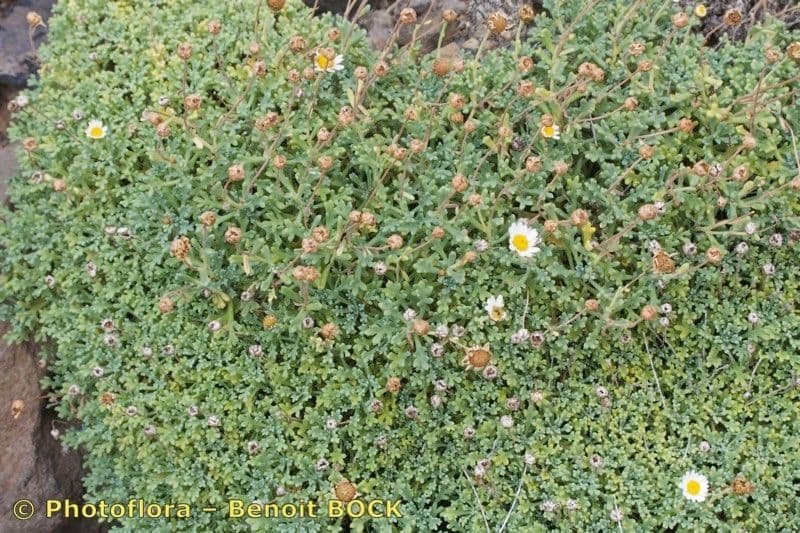 Argyranthemum 9