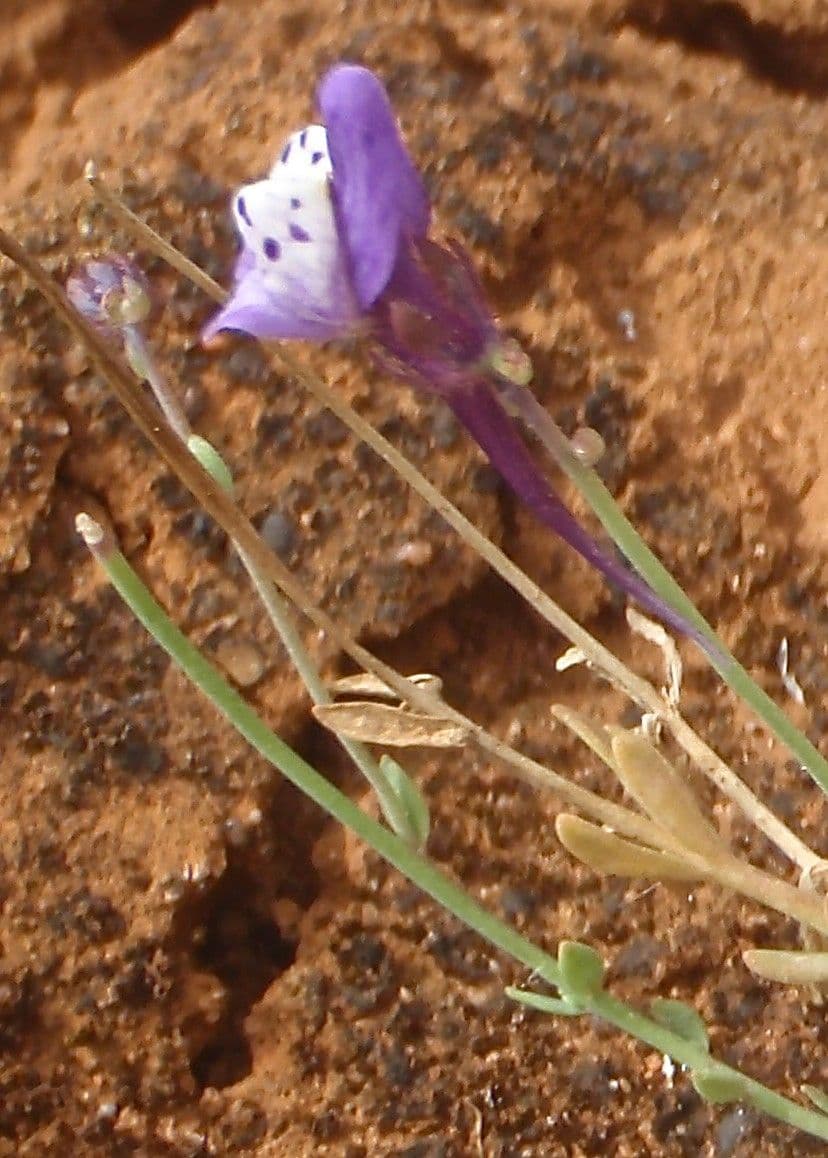 Linaria ametista 2