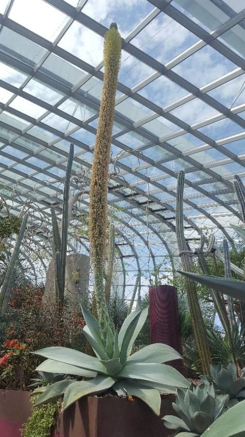 Agave 3