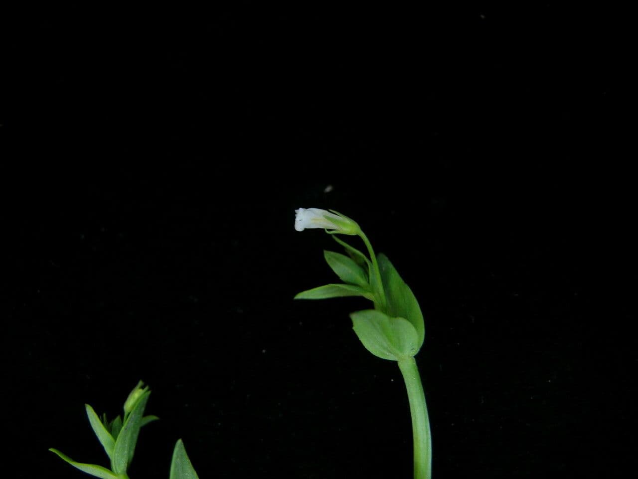 Lindernia parviflora 4