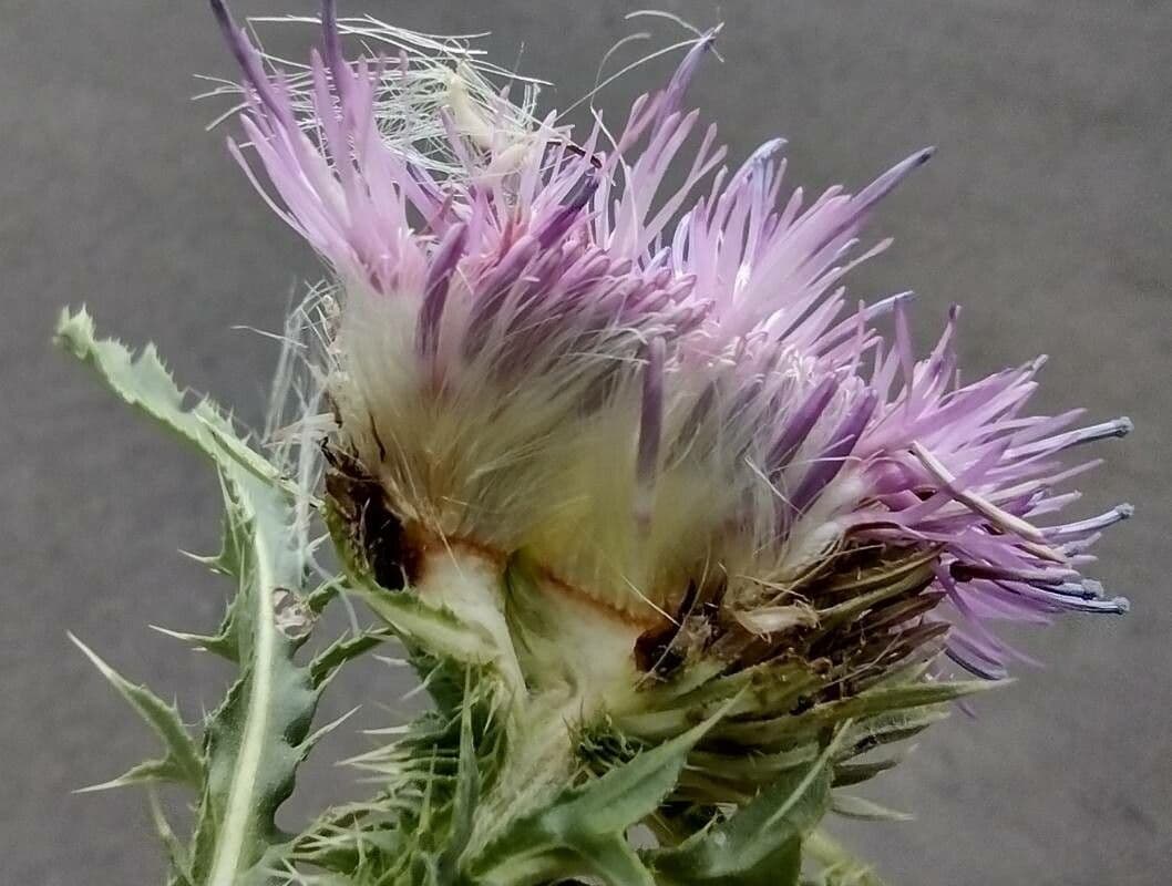 Weg-Distel 5