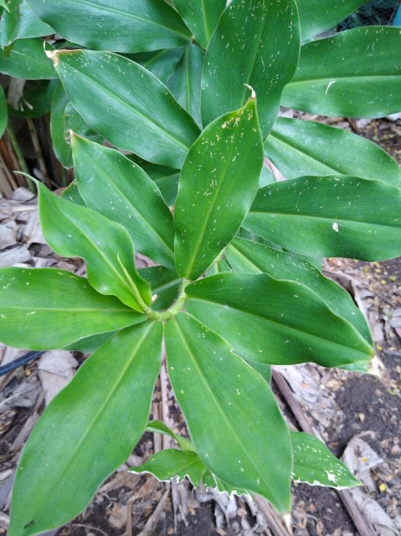 Costus spiralé 16