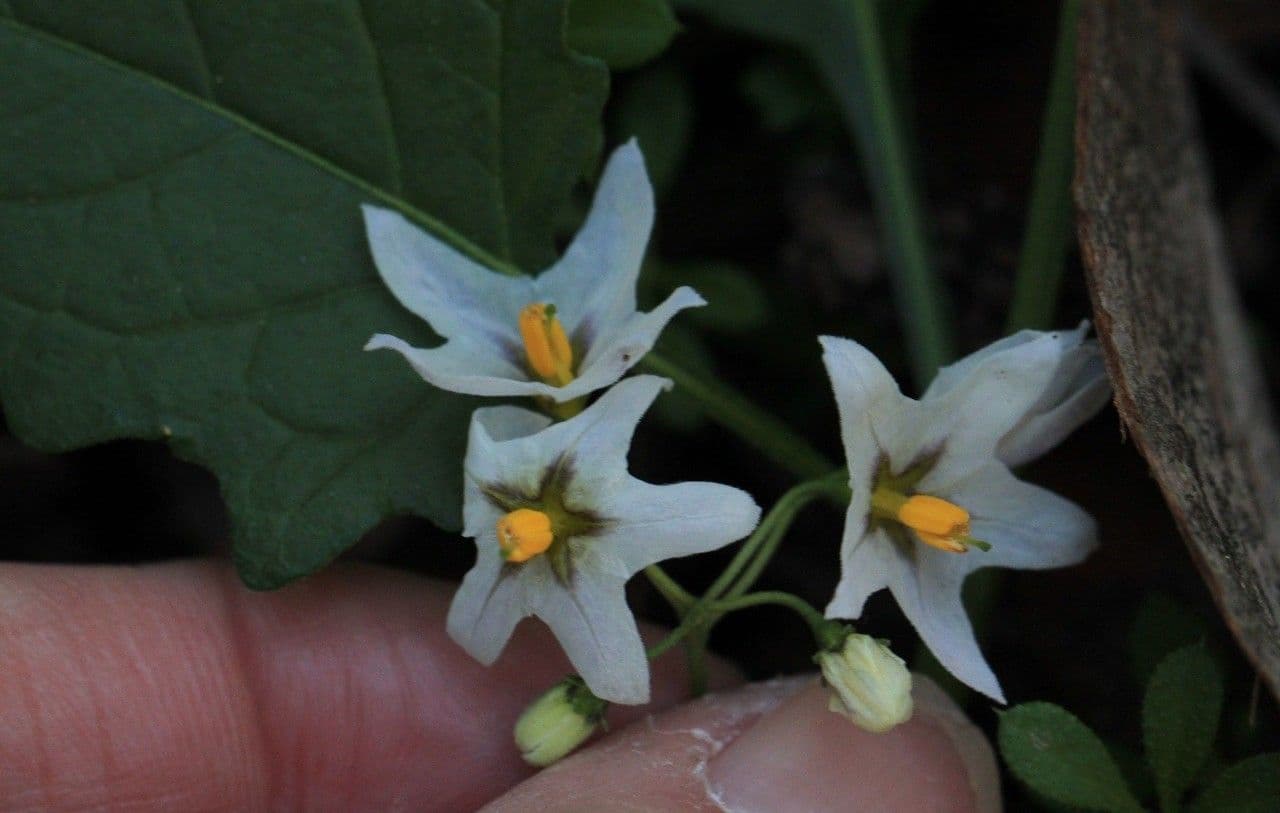 Solanum furcatum 2