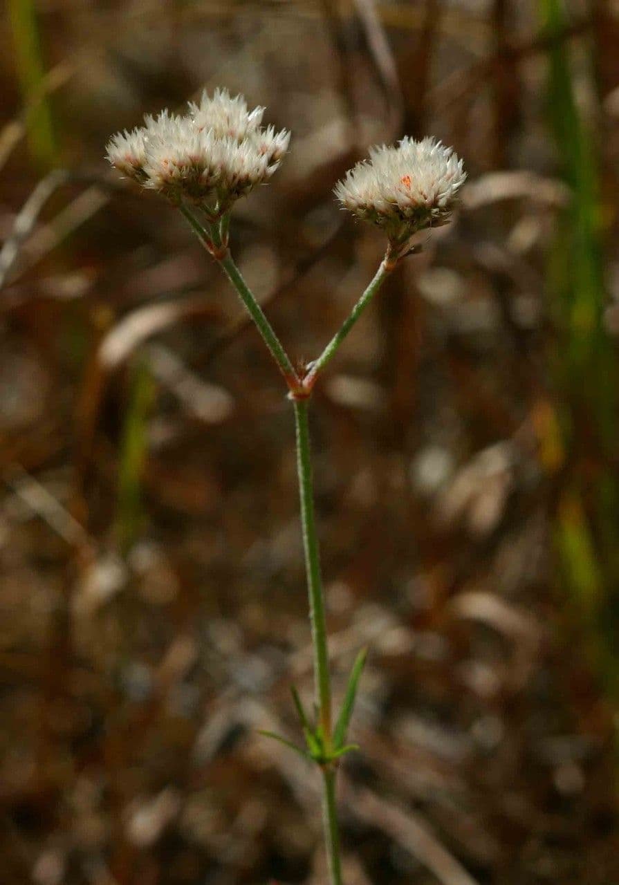 Polycarpaea corymbosa 4