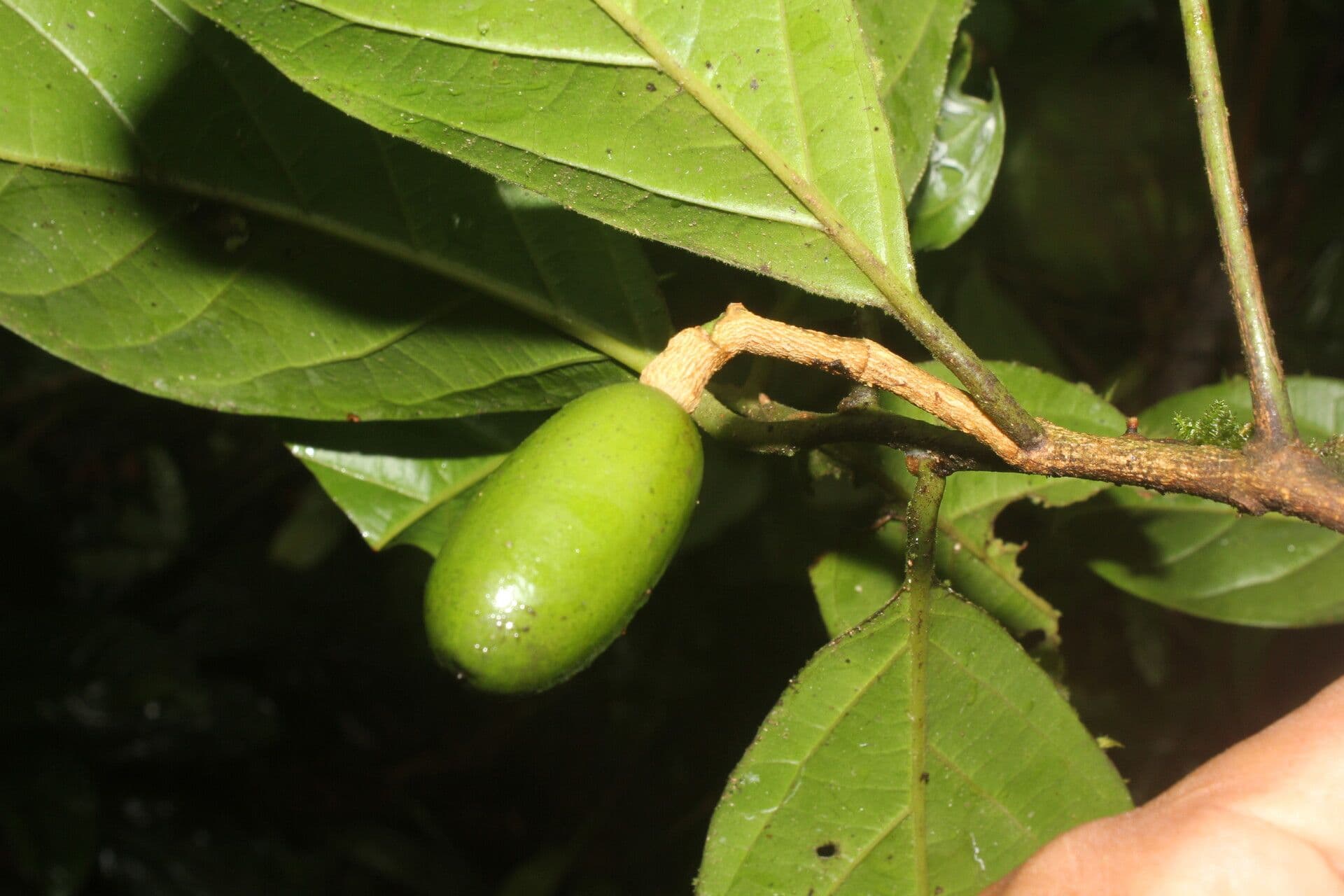Beilschmiedia costaricense 5