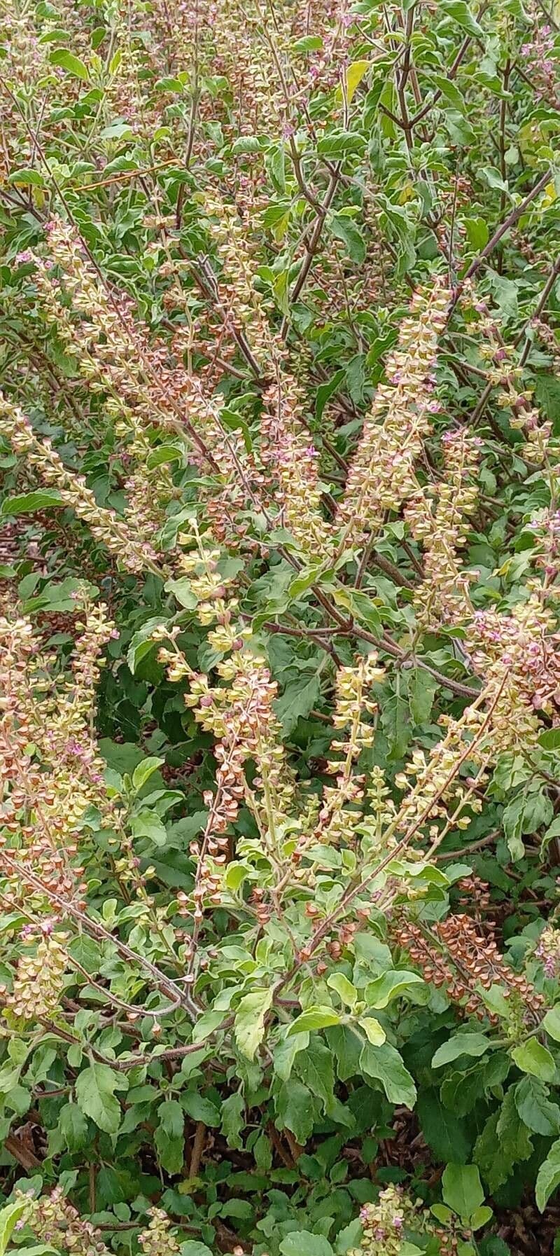 Basilico sacro 12