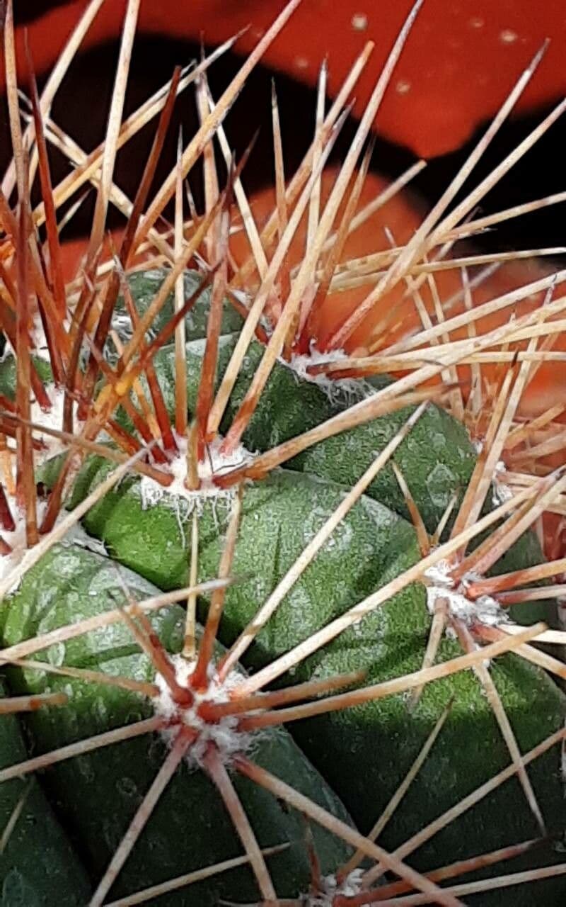 Melocactus 3