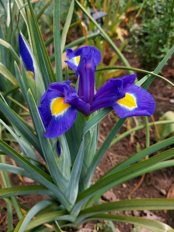 Iris xiphium 7