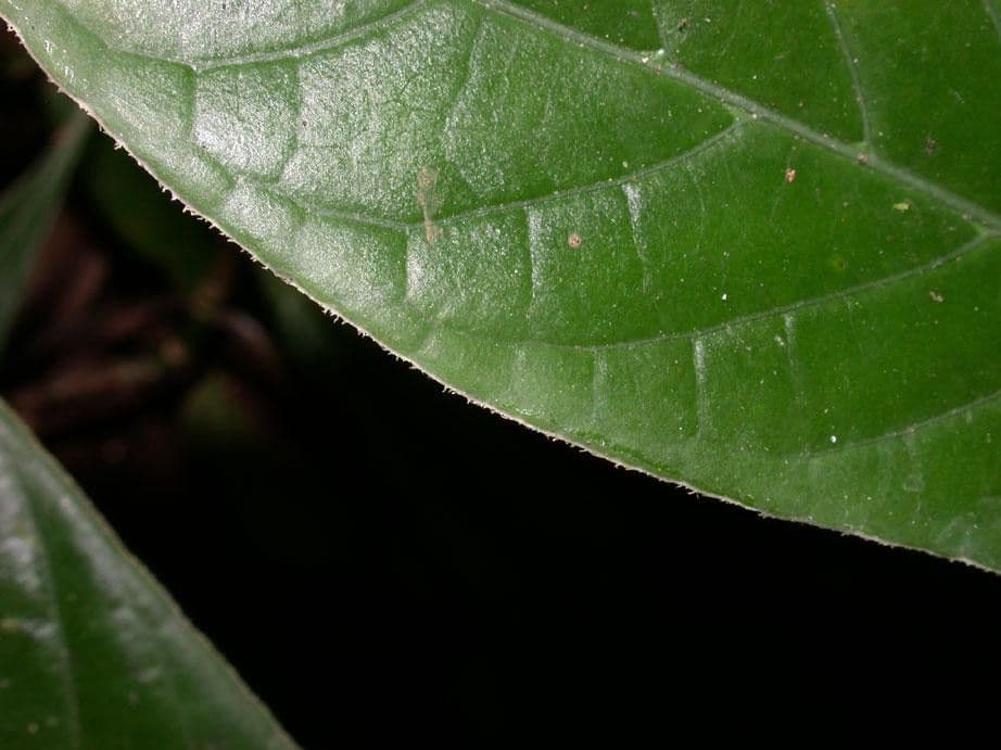 Psychotria 9