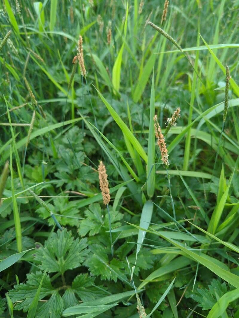 Marsh foxtail 6