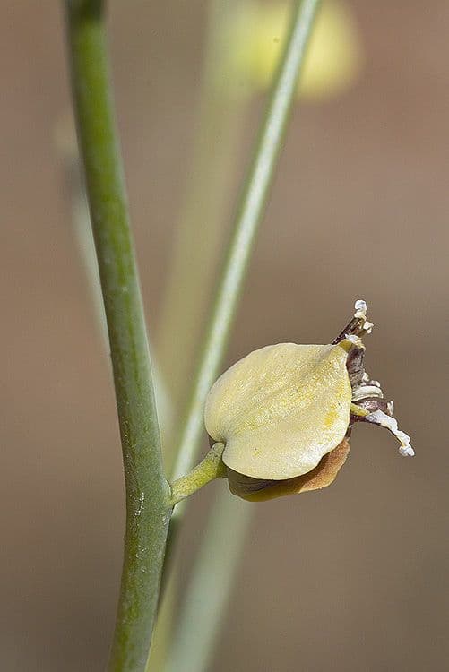 Streptanthus polygale 6