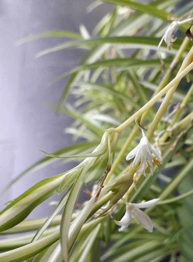 Chlorophytum 5