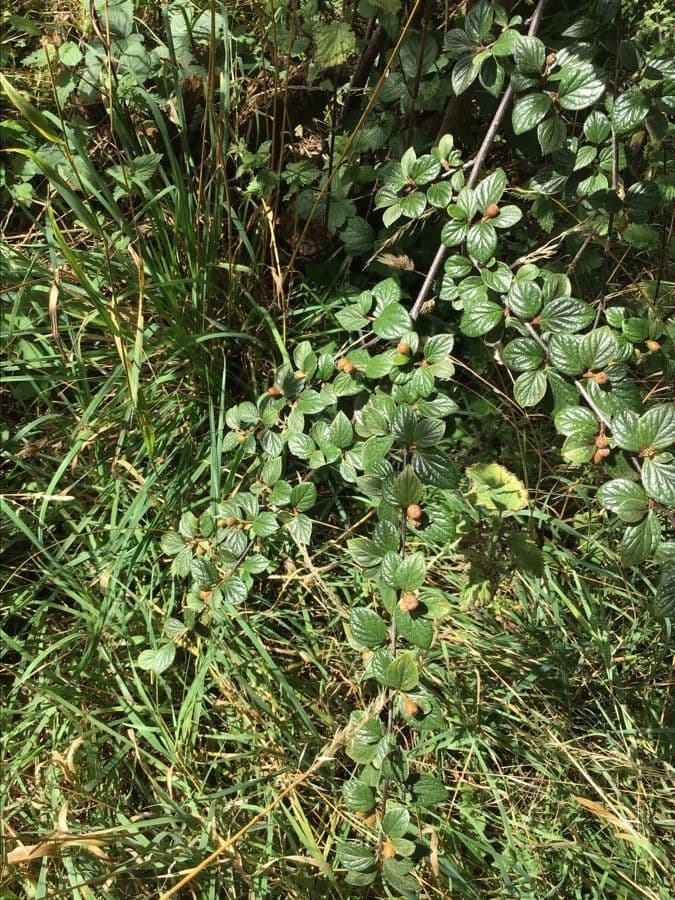 Cotoneaster dentellato