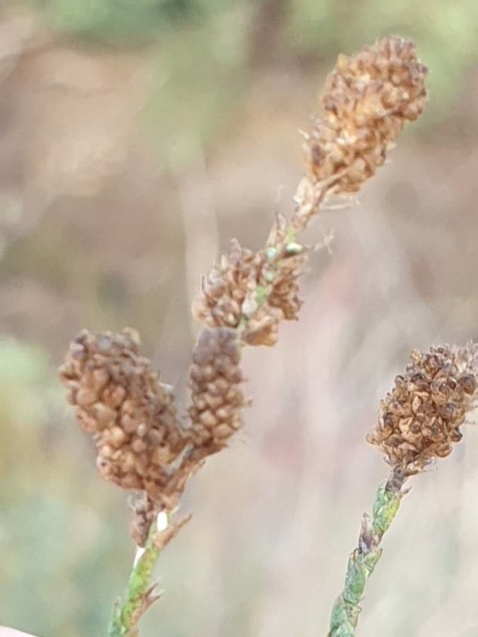 Kanaren-Tamarisk