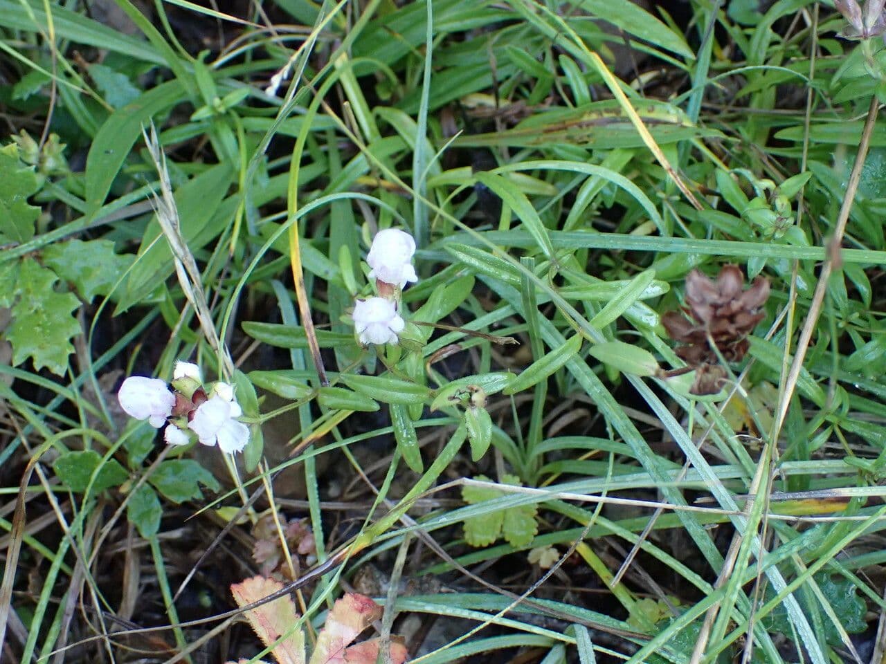 Prunella 11