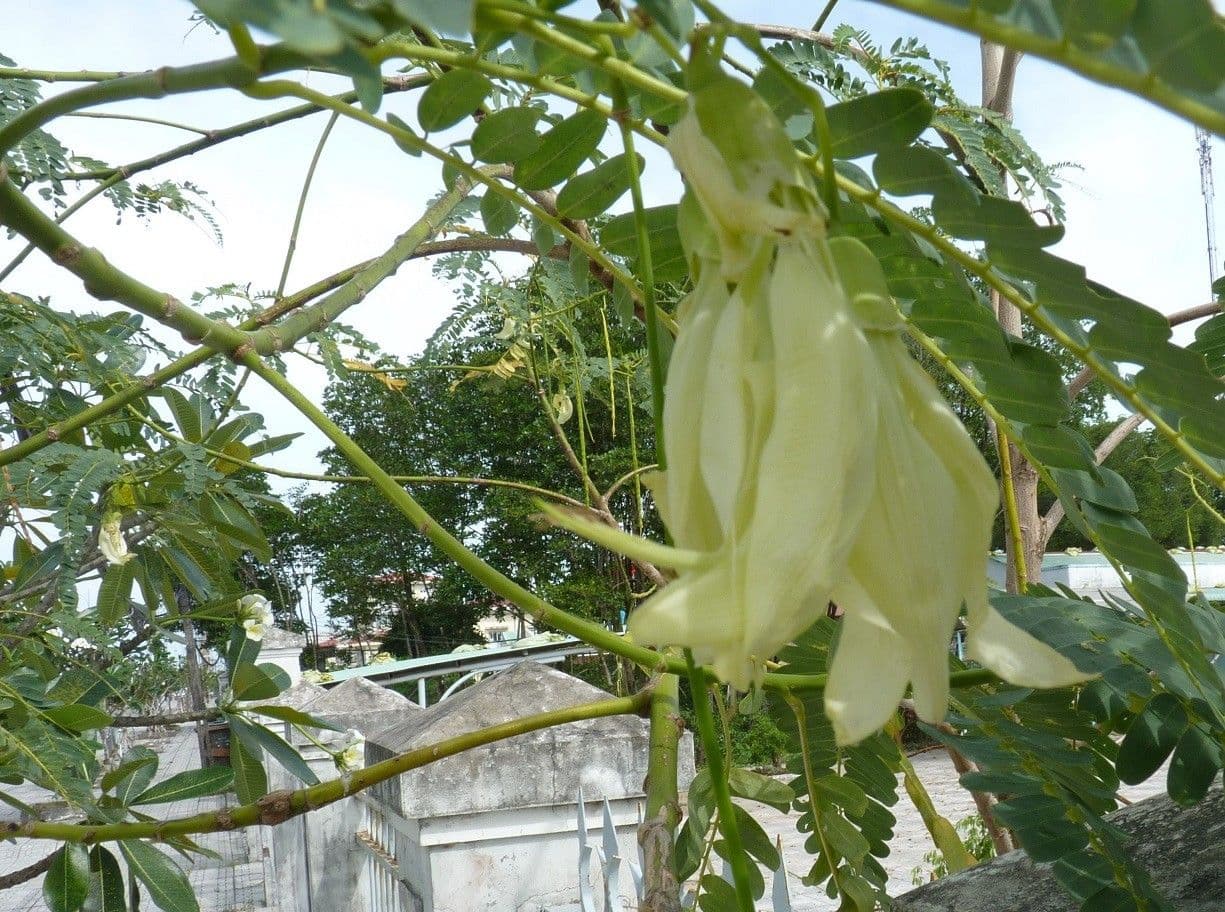 Sesbania grandiflora 20