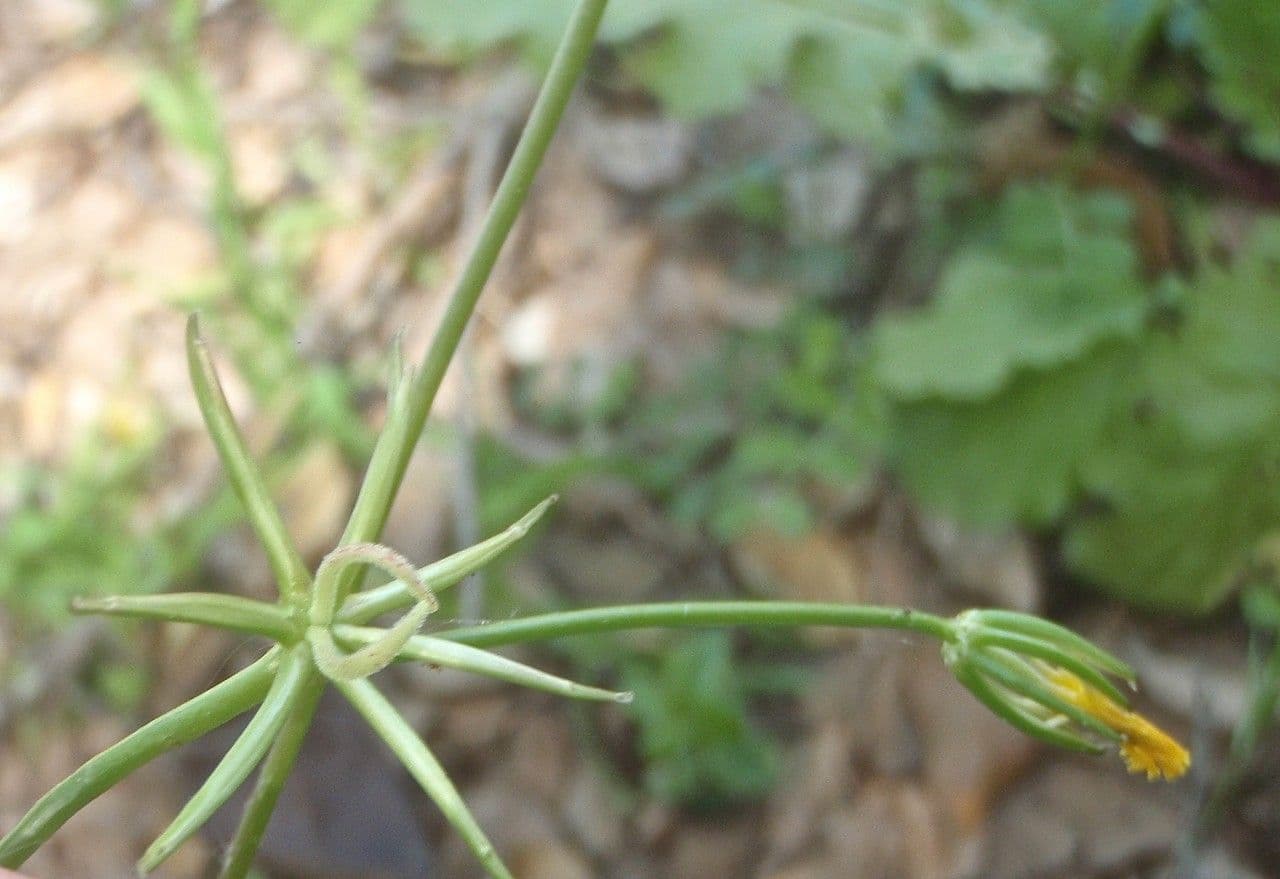 Rhagadiolus 13