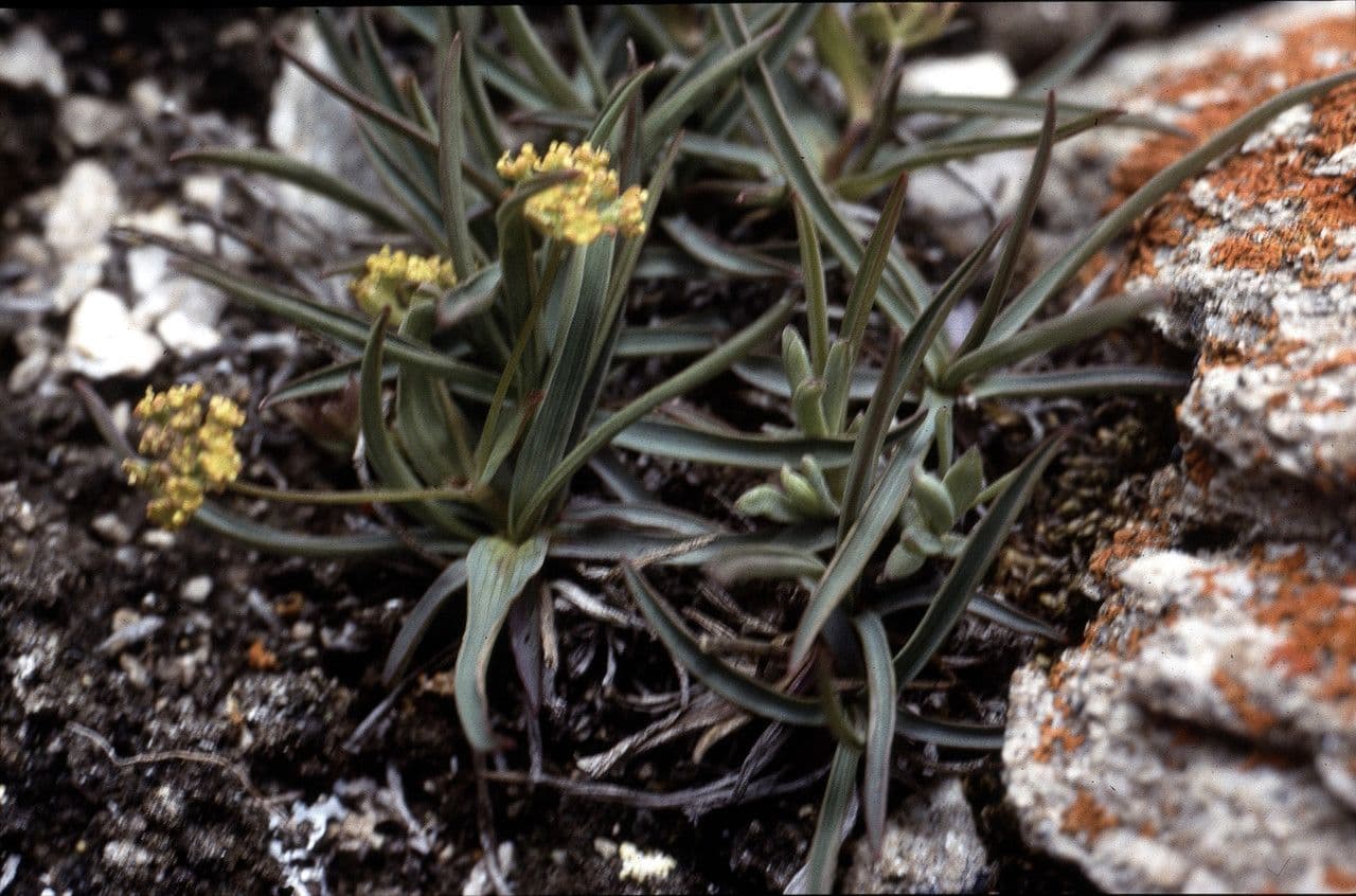 Bupleuro ranuncoloide 12
