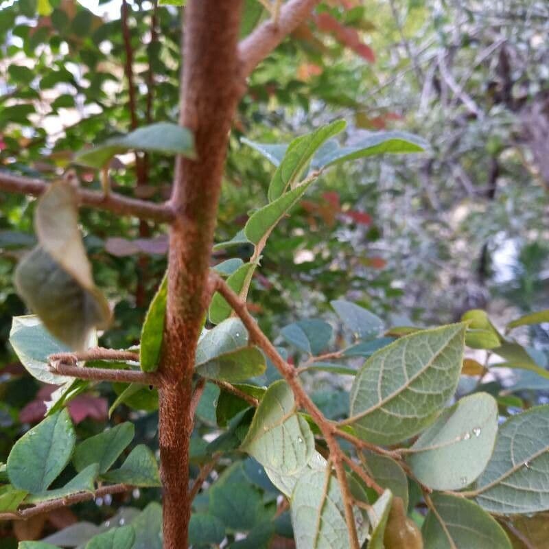 Loropetalum cinese 23