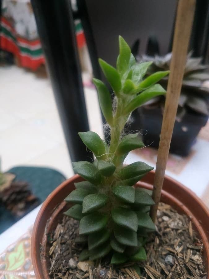 Anacampseros 2