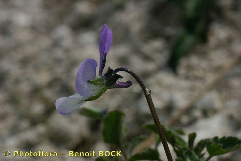 Viola aspra 17