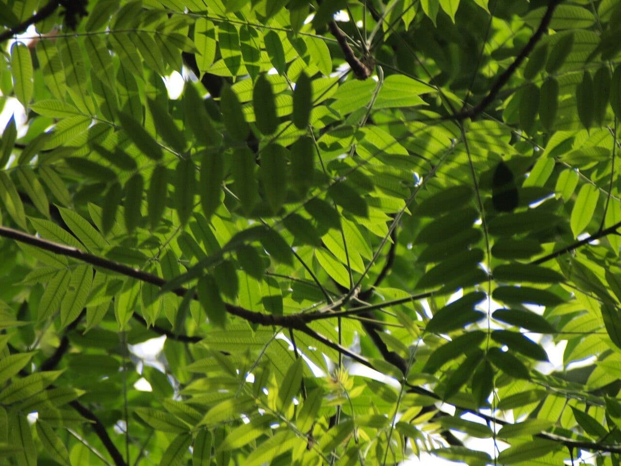Nannans Antrocaryon 3