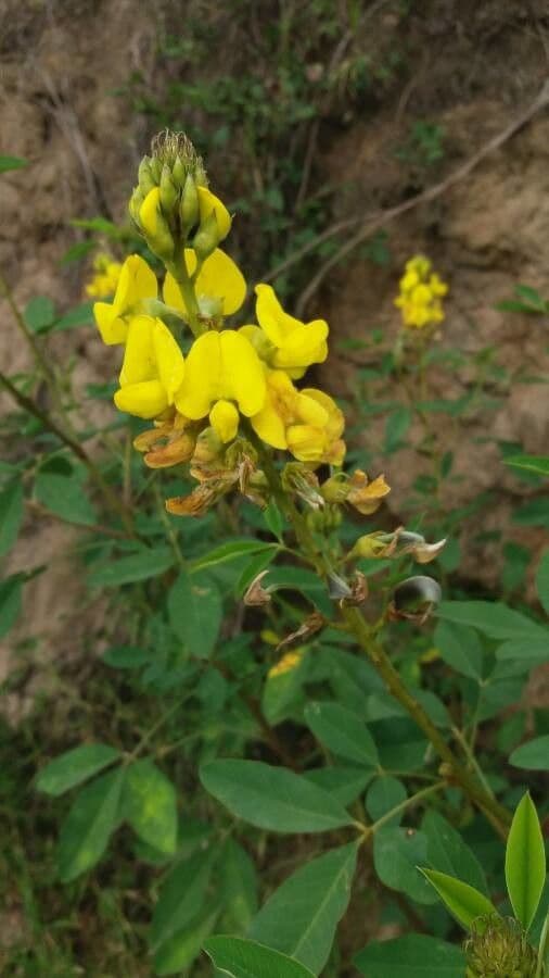 Crotalaria 11