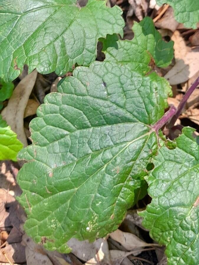 Salvia 13