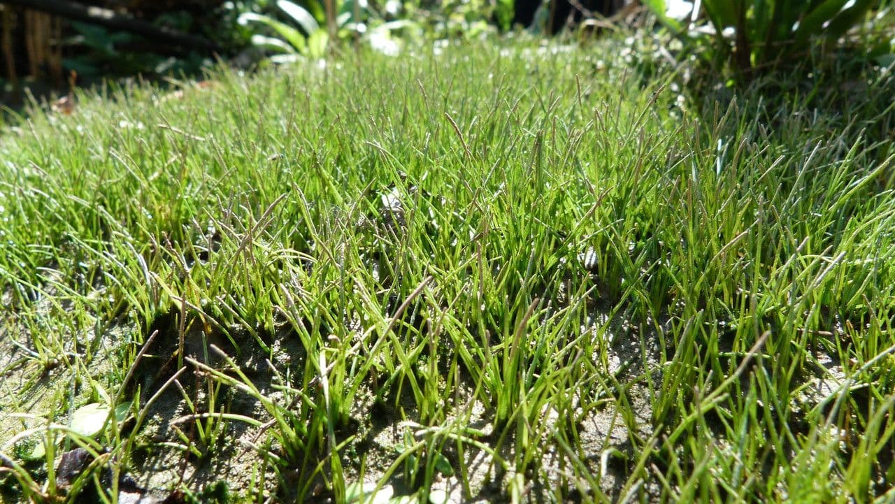Littorella 11
