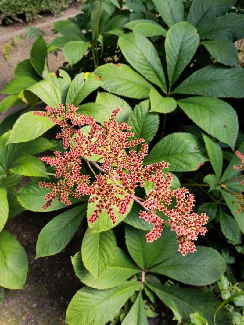 Rodgersia 6