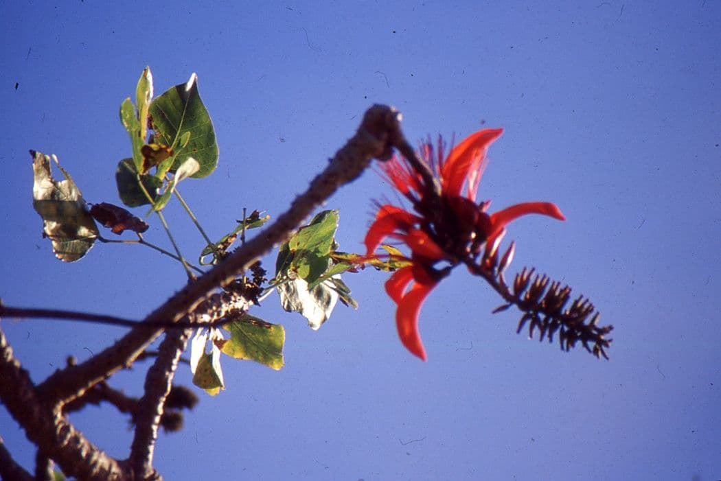 Eritrina variegata 4