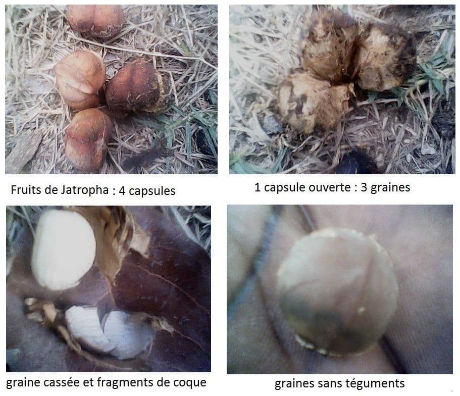 Pianta di corallo 28